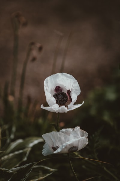 白色的花瓣的花
